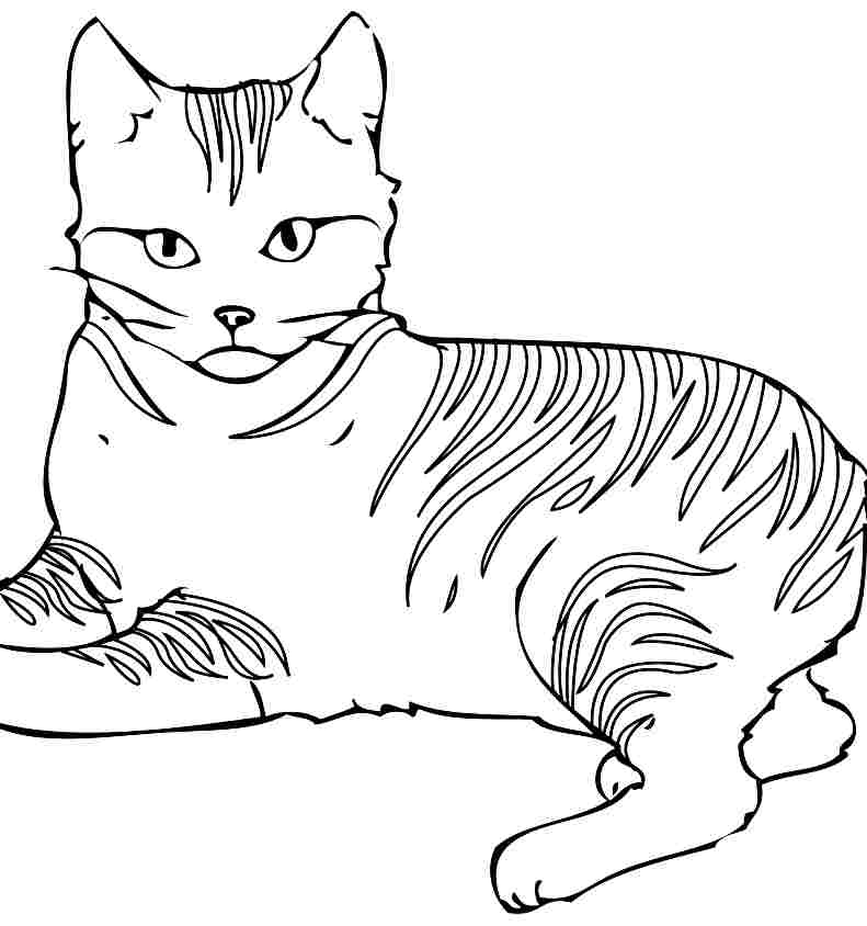 Imagini de colorat pentru copii animale de colorat pisici
